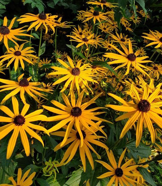 Rudbeckia speciosa